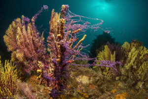 Spawning Paramuricea clavata (costa Brava) by Mathieu Foulquié 
